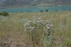 Phlomis hypoleuca
