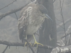 Nycticorax nycticorax
