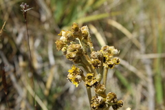Espeletia boyacensis