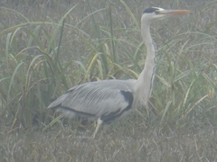 Ardea cinerea
