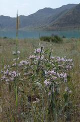 Phlomis hypoleuca