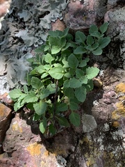 Stemodiopsis kamundii