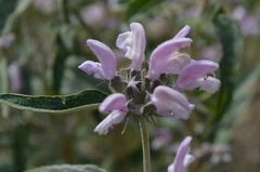 Phlomis hypoleuca