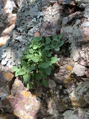 Stemodiopsis kamundii