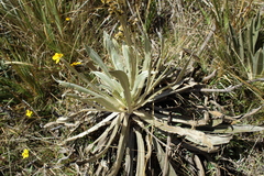 Espeletia boyacensis