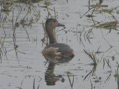 Dendrocygna javanica