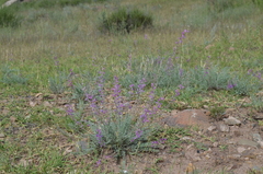 Astragalus managildensis