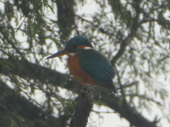 Alcedo atthis