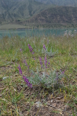 Astragalus managildensis