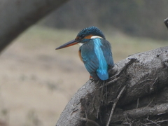 Alcedo atthis taprobana