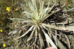 Espeletia boyacensis