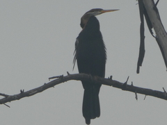 Anhinga melanogaster