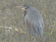 Ardea purpurea