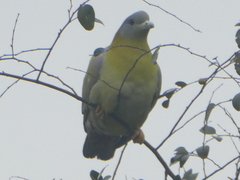 Treron phoenicopterus