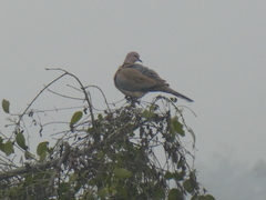 Streptopelia senegalensis
