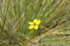 Bidens andicola