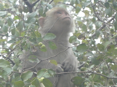 Macaca mulatta