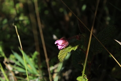 Rubus acanthophyllos
