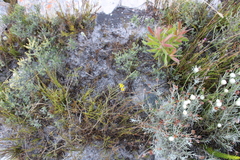 Aspalathus tridentata