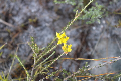 Aspalathus tridentata