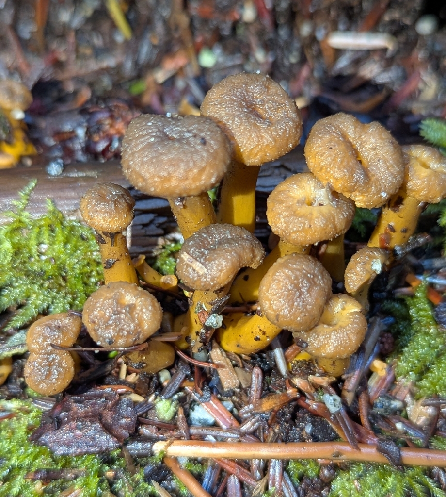 Craterellus tubaeformis · November 2025 · photo: © benkeen (iNaturalist, cc0)