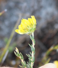 Aspalathus tridentata