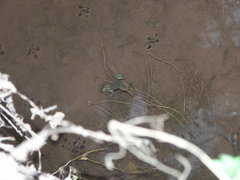 Lithobates chiricahuensis