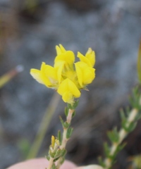 Aspalathus tridentata