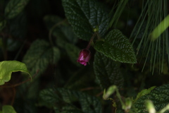 Rubus acanthophyllos
