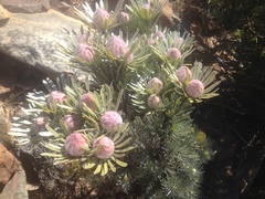 Leucadendron album