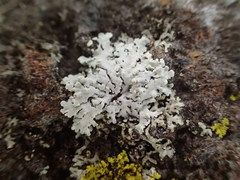 Kashiwadia orientalis