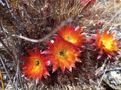 Lobivia pampana (Lobivia pampana)