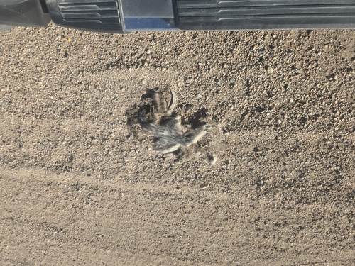 Virginia Opossum