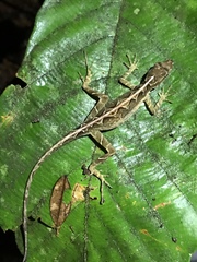 Anolis trachyderma