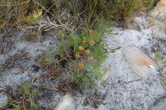 Tordylieae