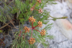 Tordylieae