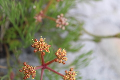 Tordylieae