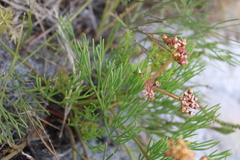 Tordylieae