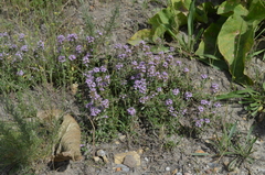 Thymus incertus