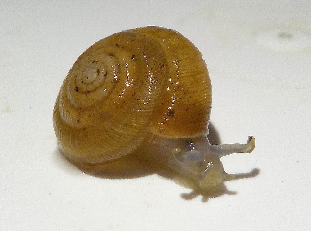 Pleurodiscus balmei