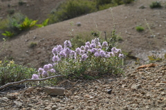 Thymus incertus