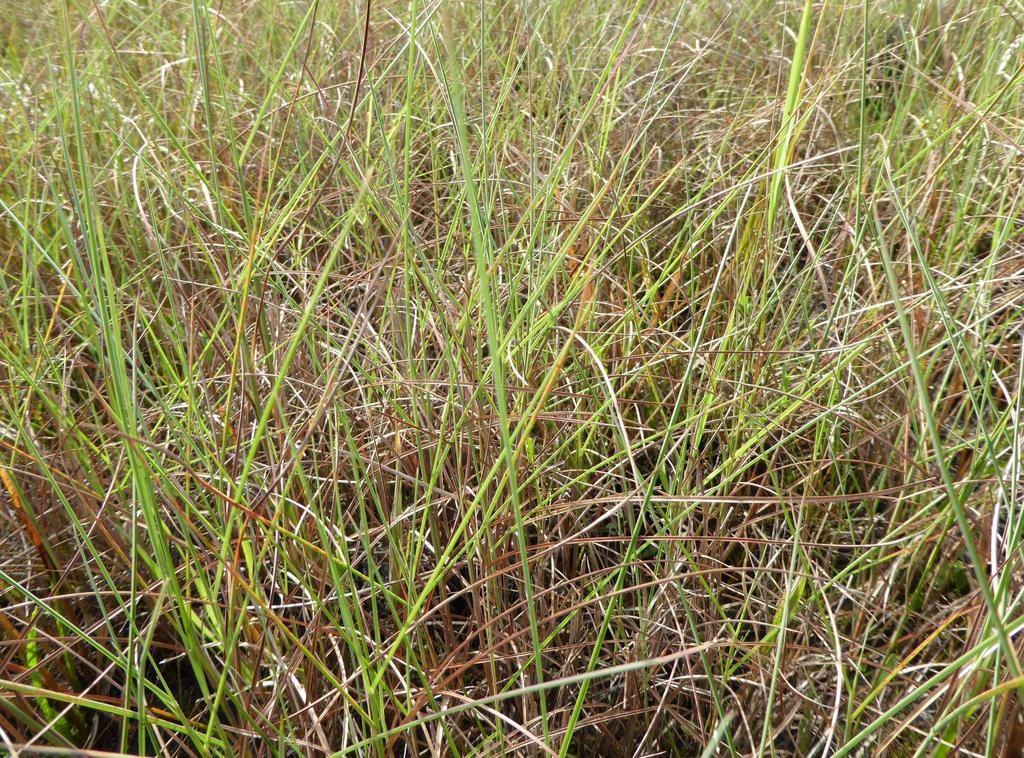 Florida Little Bluestem from Polk County, FL, USA on November 20, 2015 ...