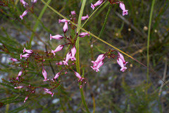 Erica irbyana