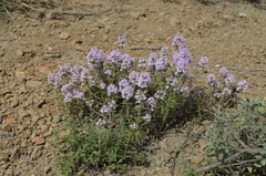 Thymus incertus