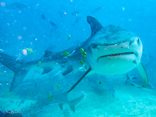 Tiger Shark (Galeocerdo cuvier), a species recorded in Hawaii