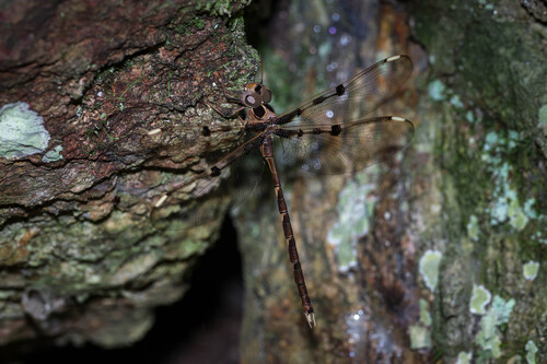 Northern Evening Darner photo 2