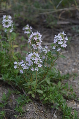 Thymus incertus