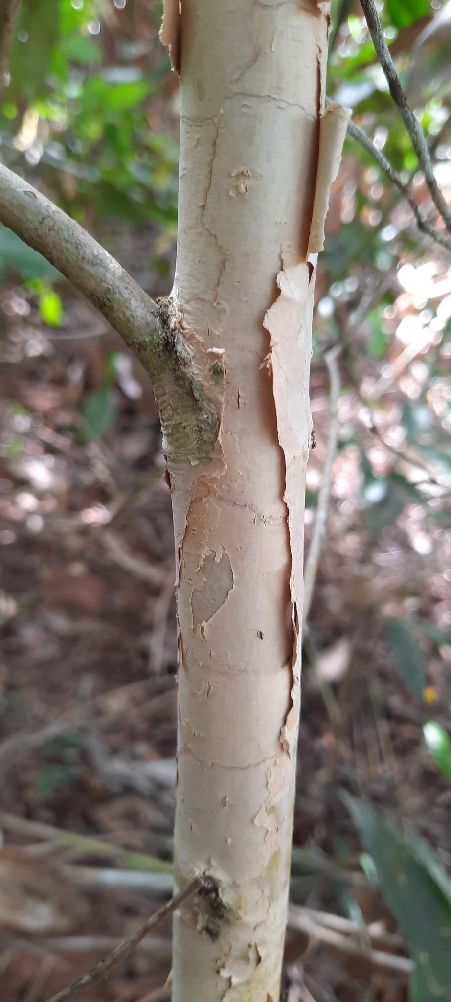 Myrcia pseudosplendens