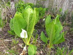 Lysichiton camtschatcensis