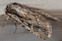 Dichagyris signifera